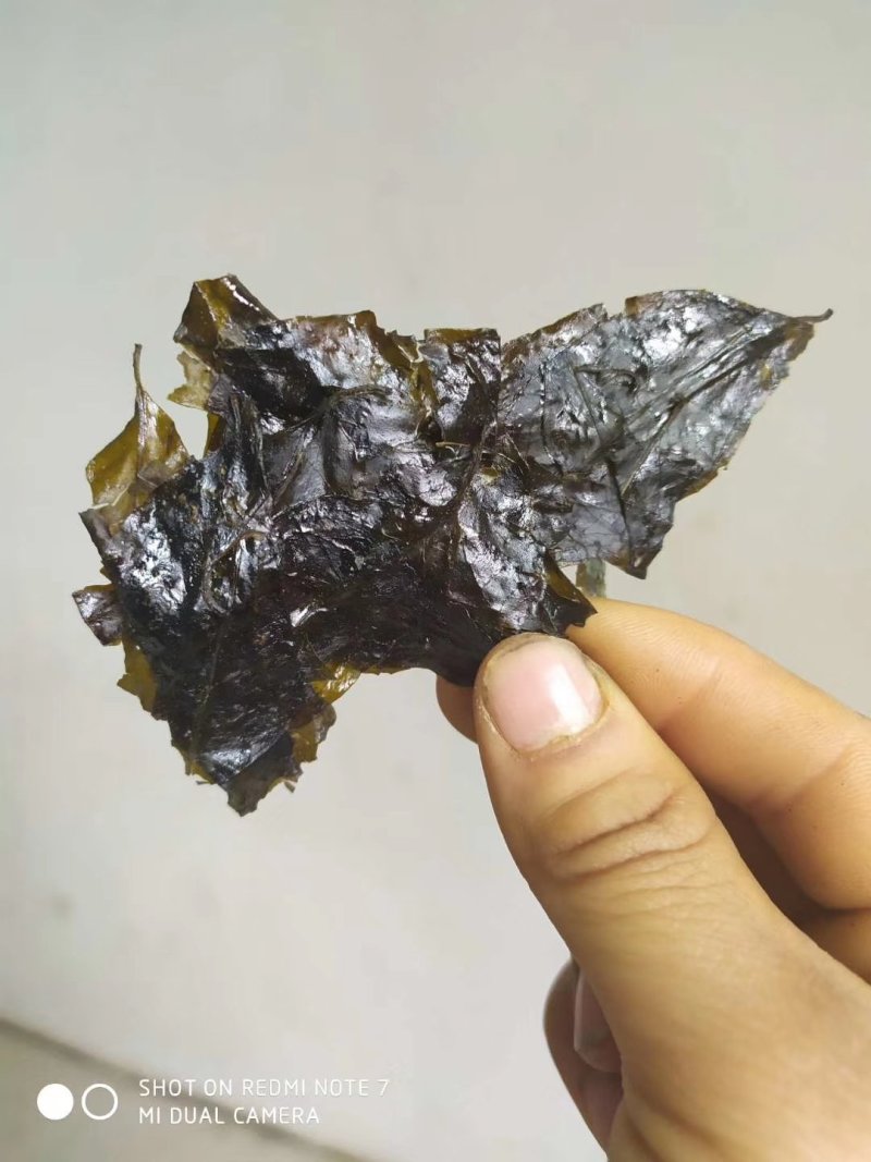 毛冬青茶