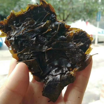 毛冬青茶