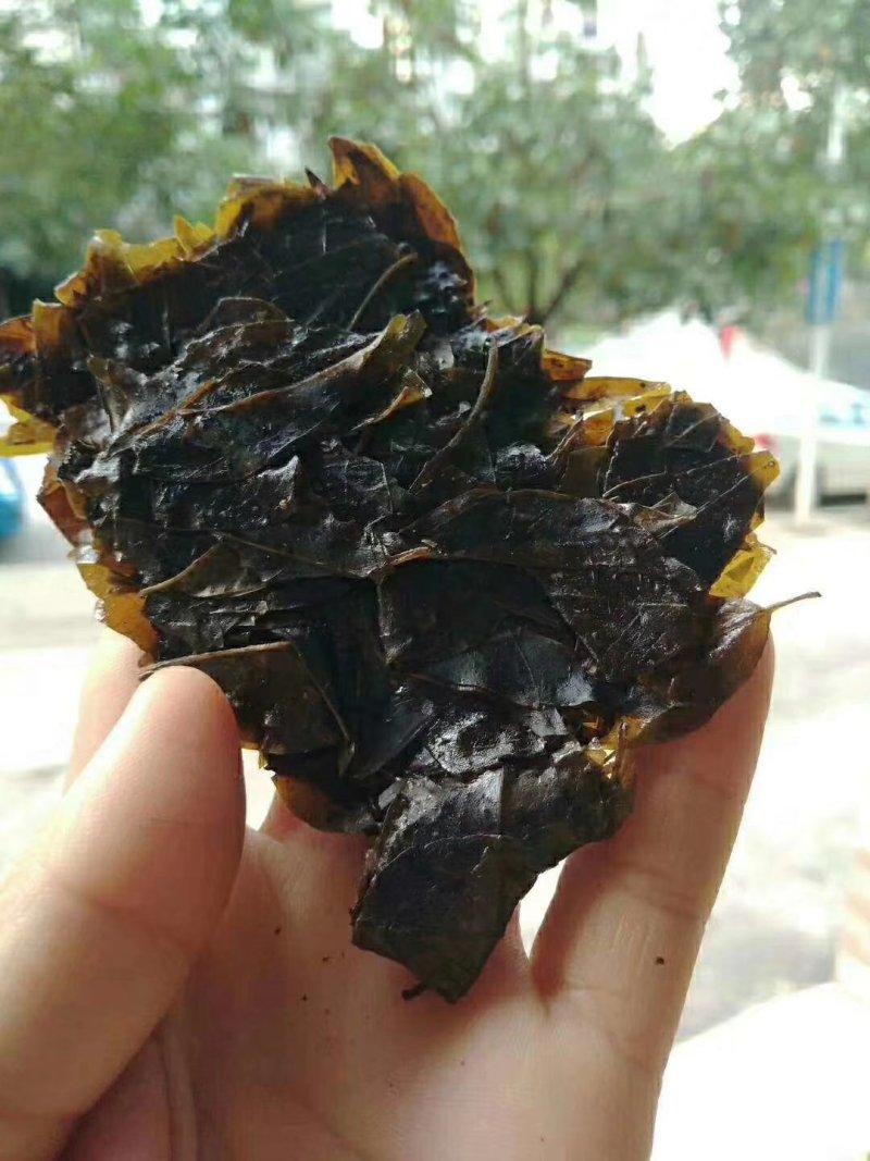 毛冬青茶