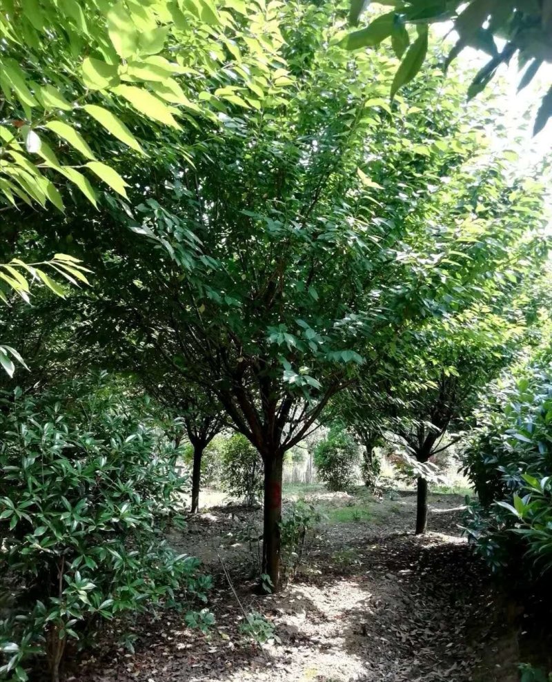 樱花日本晚樱批发大量供应四川绿化苗木