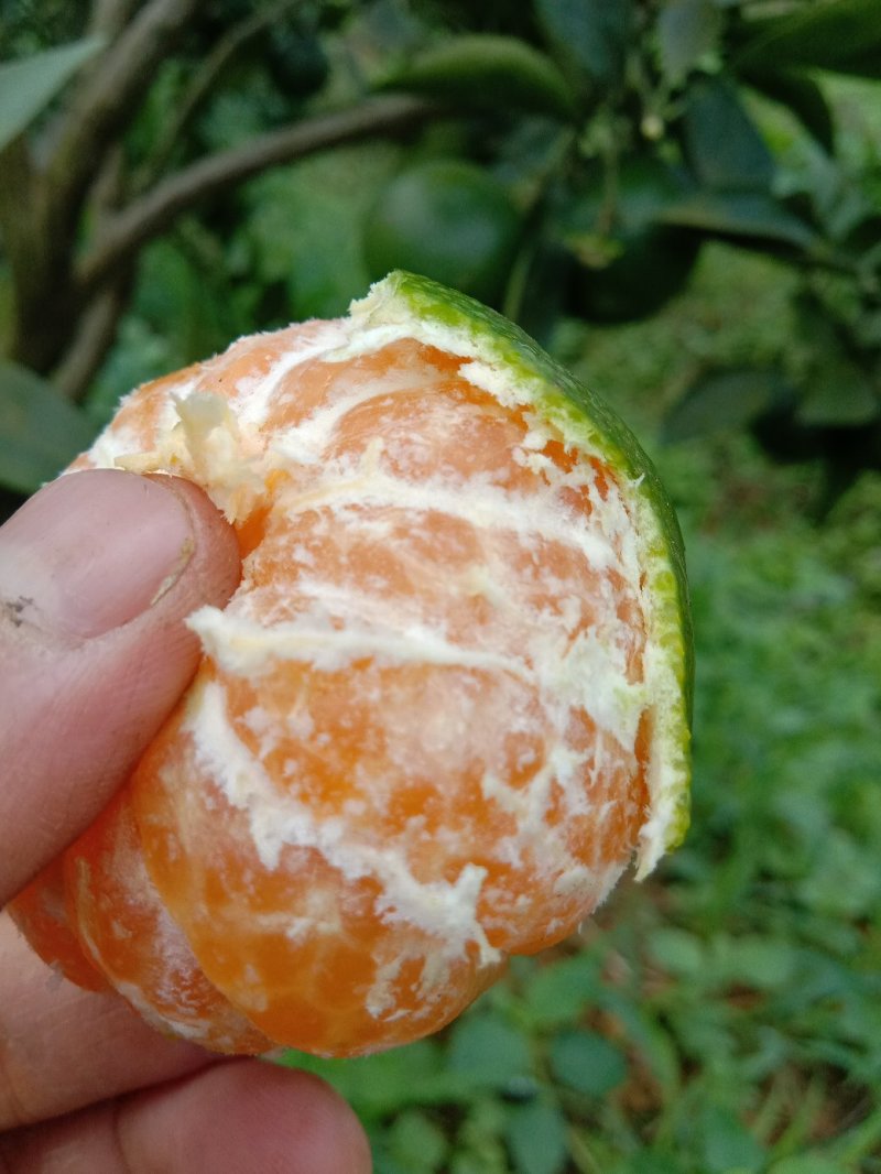 云南蜜桔，特早蜜橘，产地直供，接一件代发，达人可对机制