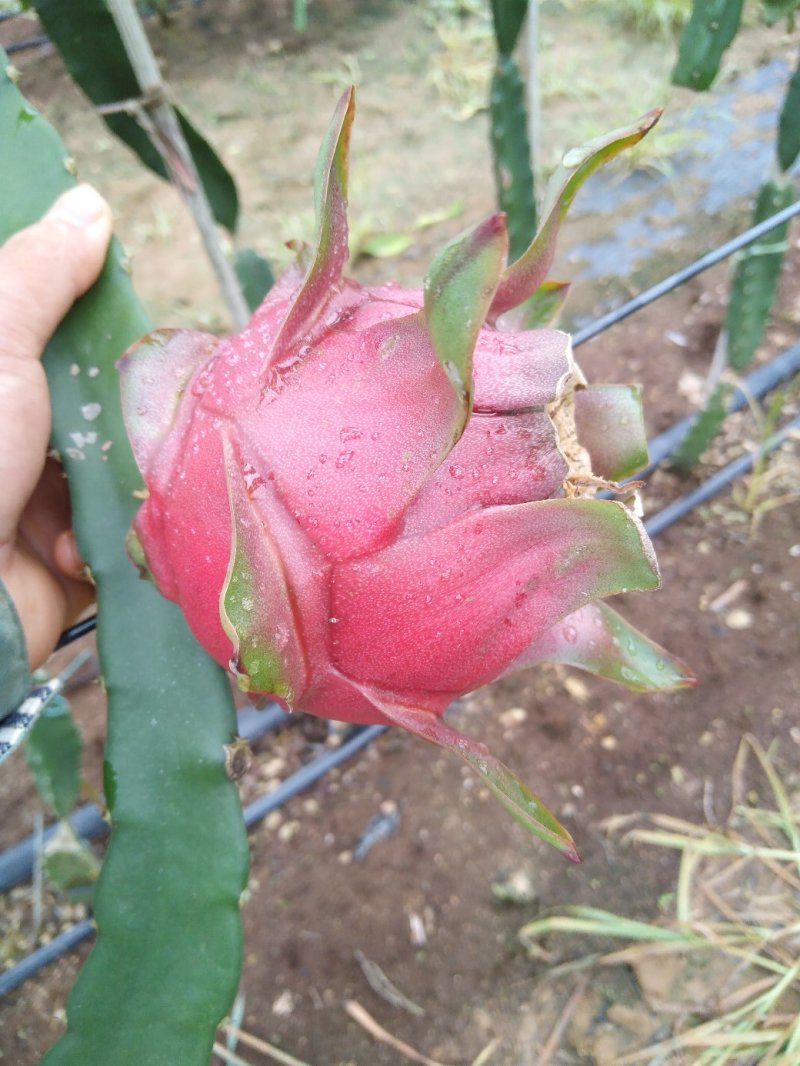 供应红心火龙果种苗及熟果