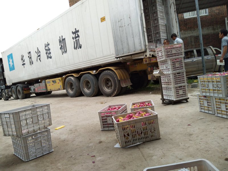 供应红心火龙果种苗及熟果