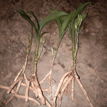 原生兔耳兰下山原兜草一茎多花花型优美