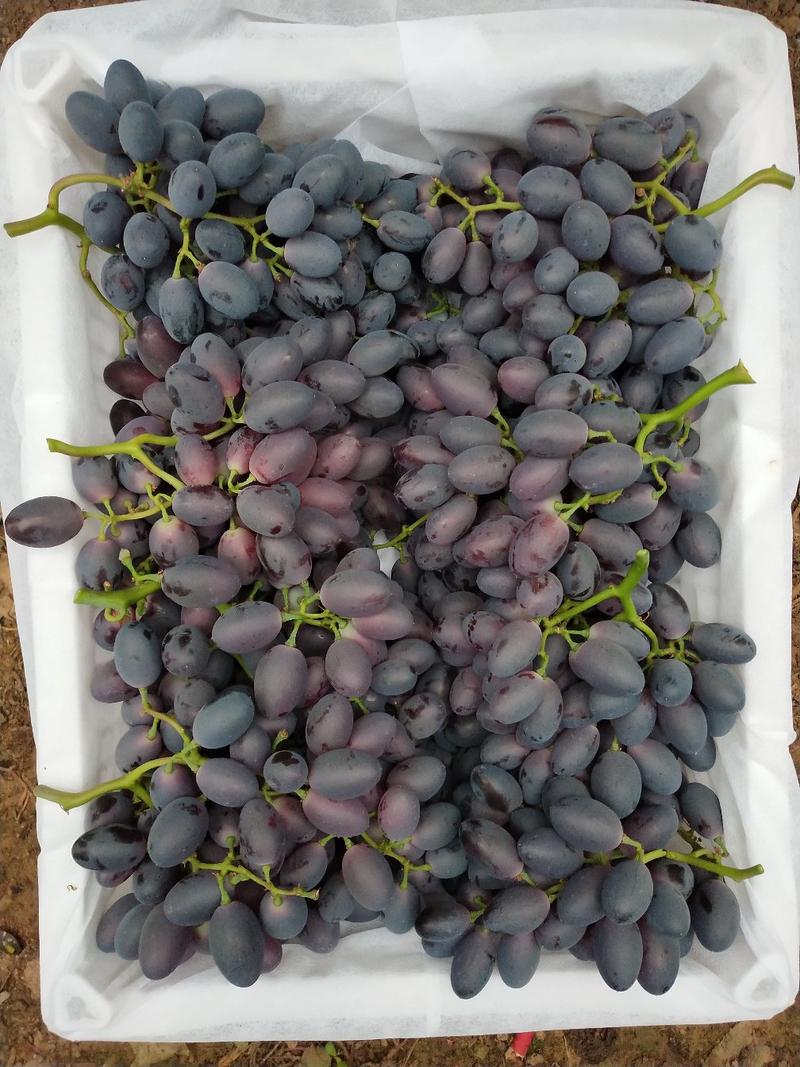 河北衡水饶阳，产地发货，紫甜无核17葡萄冷棚产地直销