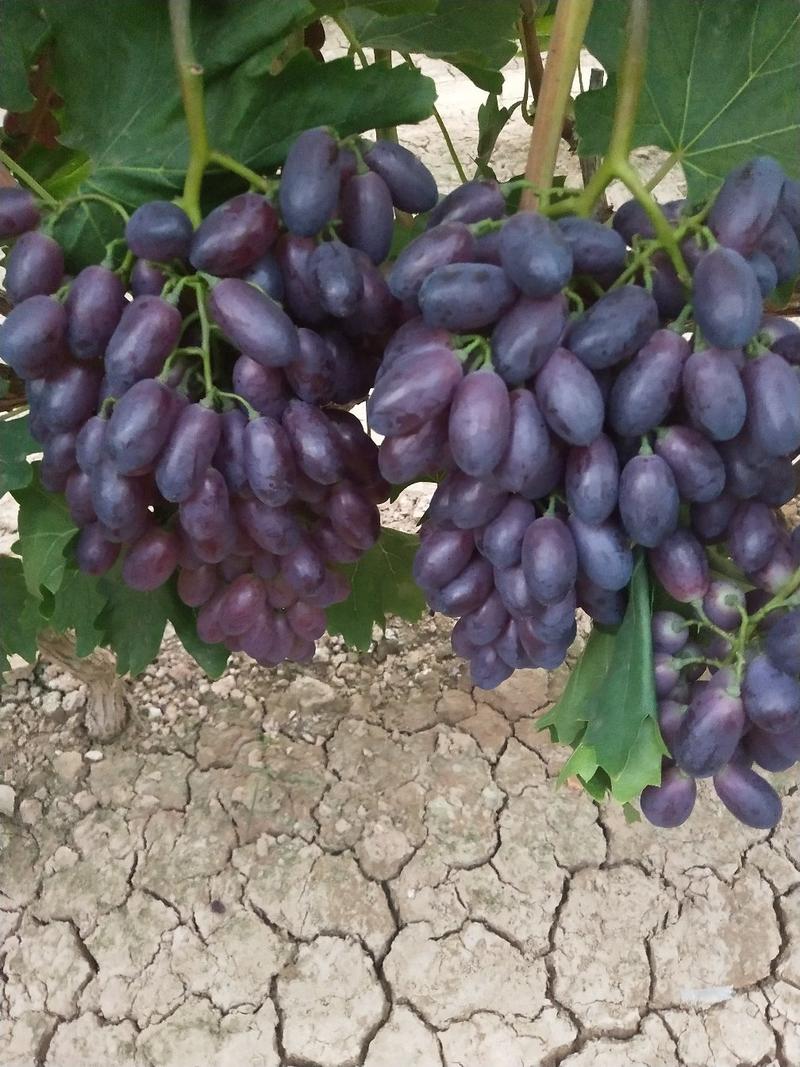 河北衡水饶阳，产地发货，紫甜无核17葡萄冷棚产地直销