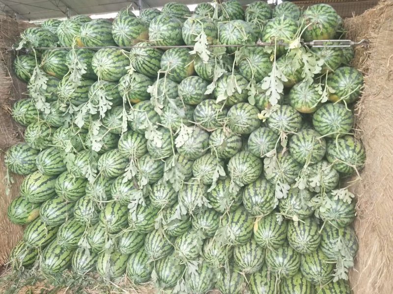 冠龙西瓜