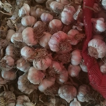 杂交大蒜，蒜黄用，蒜种用