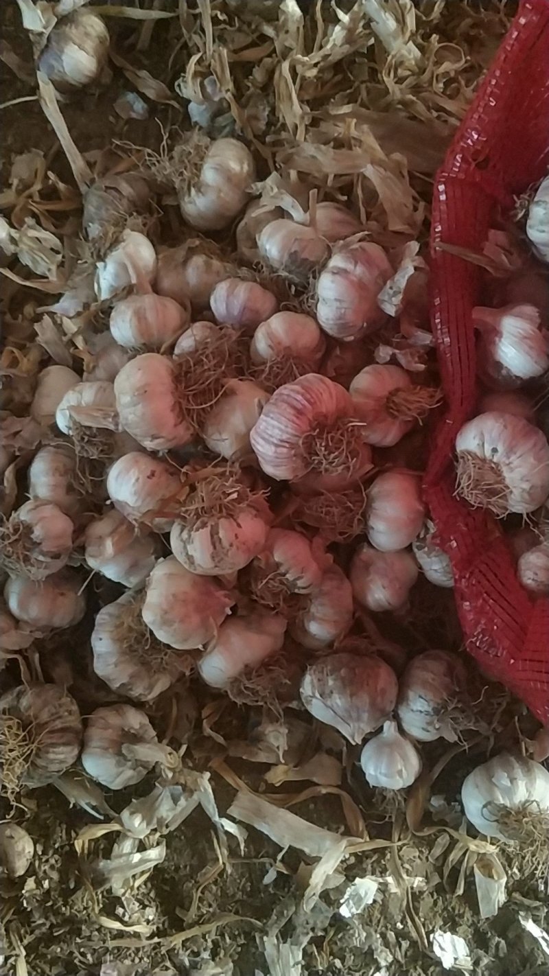 杂交大蒜，蒜黄用，蒜种用
