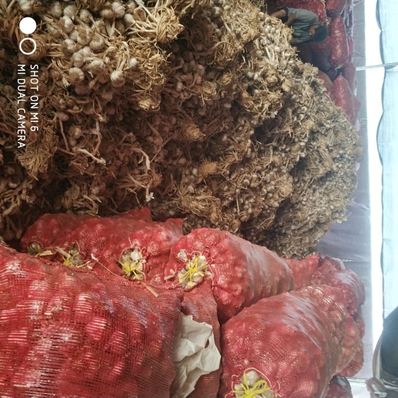 杂交大蒜，蒜黄用，蒜种用