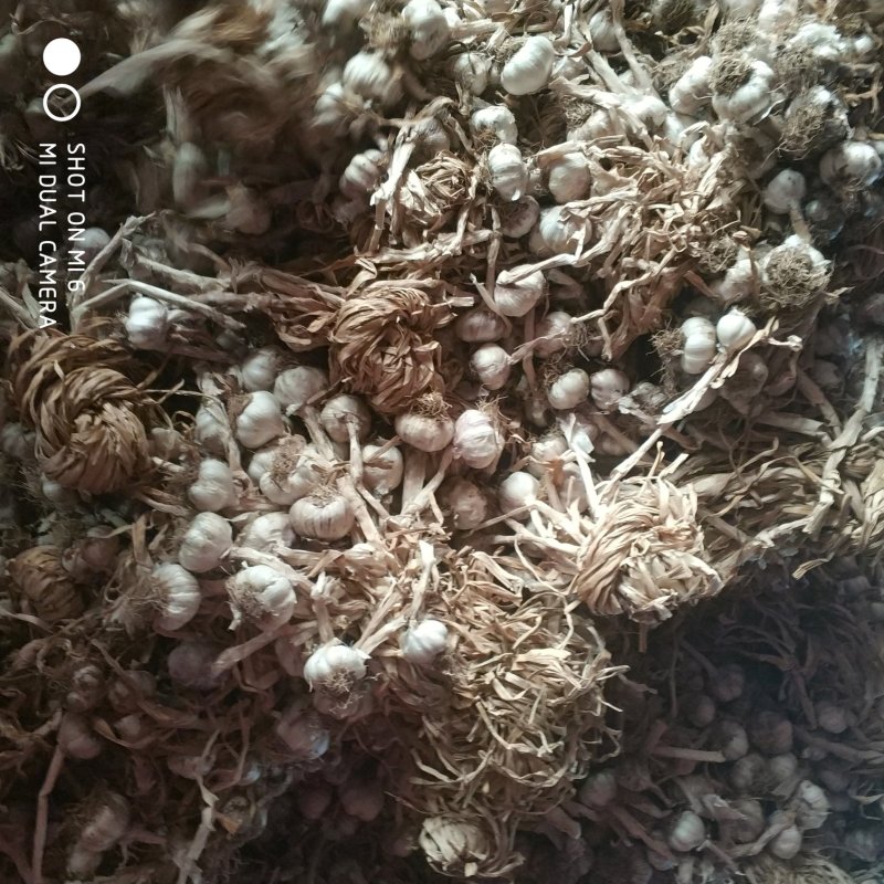 杂交大蒜，蒜黄用，蒜种用