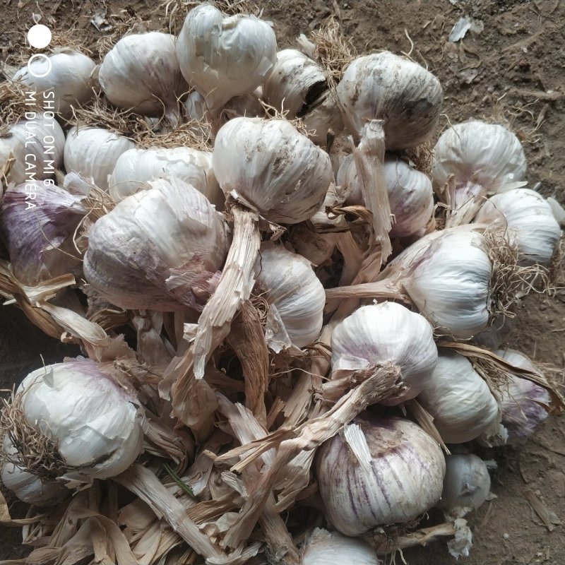 杂交大蒜，蒜黄用，蒜种用
