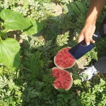 赤峰松山区西瓜现以大量上市需要的客户