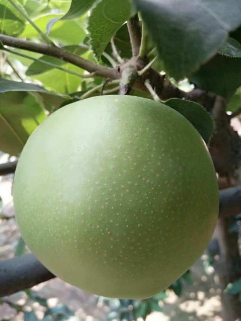【推荐】青皮皇冠梨大量下树个头大价格便宜助燃梨市一路标升