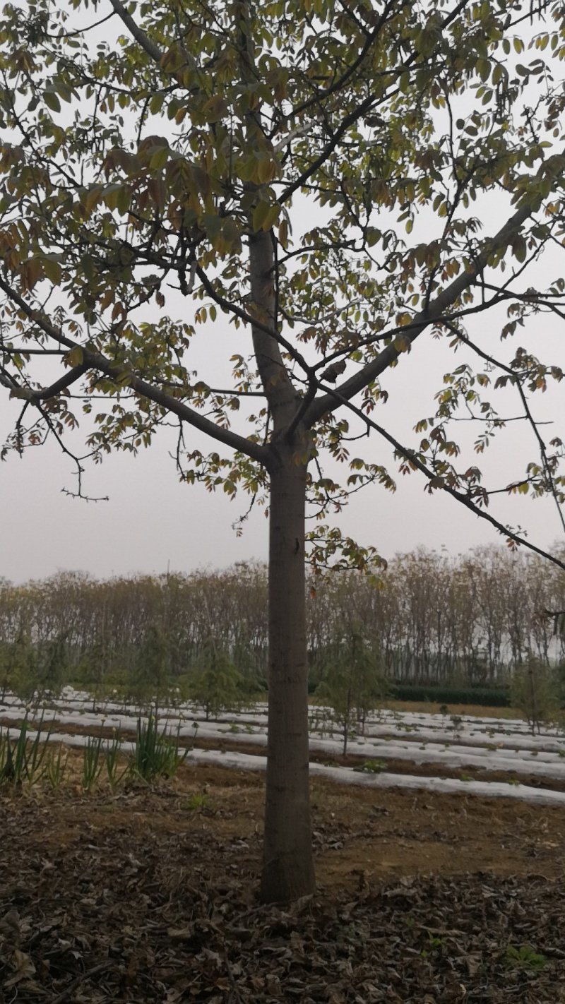 核桃树精品上市中值得信赖泰安苗木批发基地