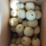 【推荐】青皮皇冠梨大量下树个头大价格便宜助燃梨市一路标升
