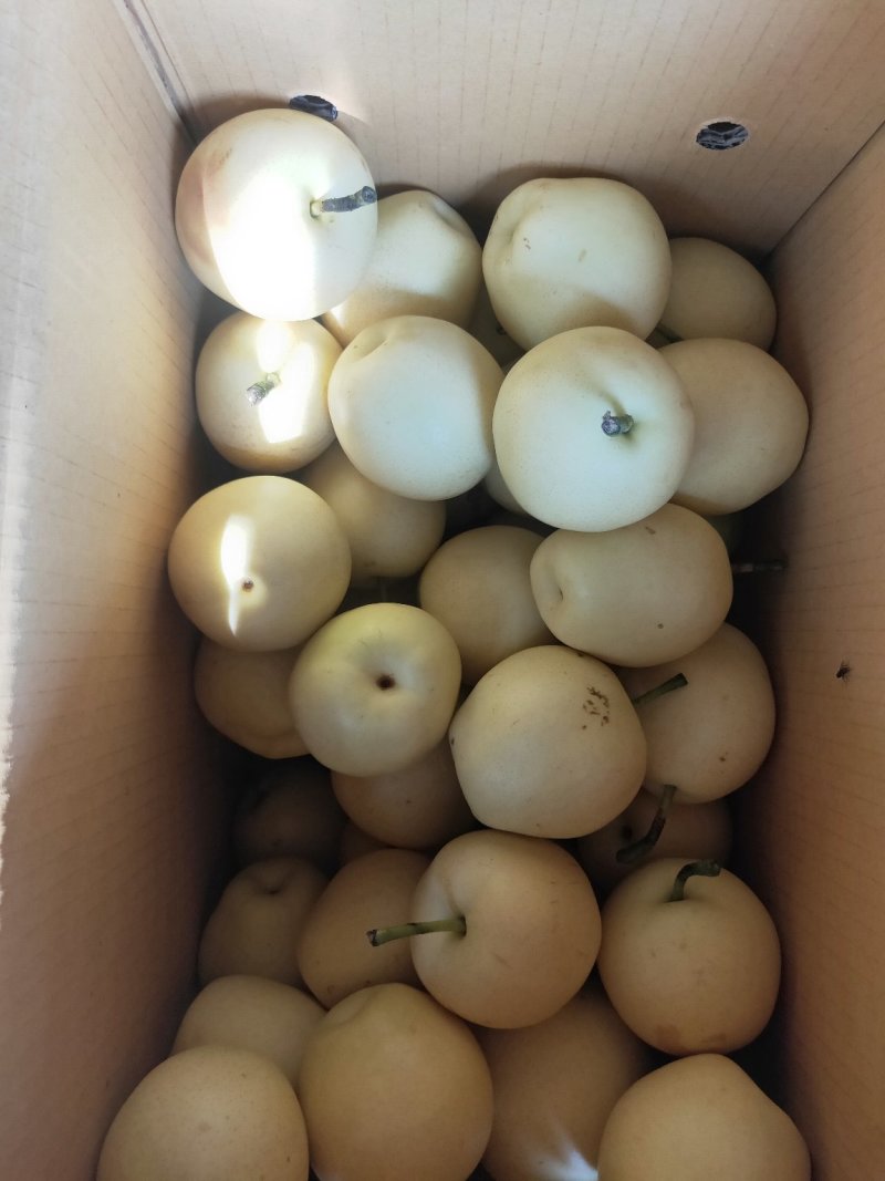 【推荐】青皮皇冠梨大量下树个头大价格便宜助燃梨市一路标升