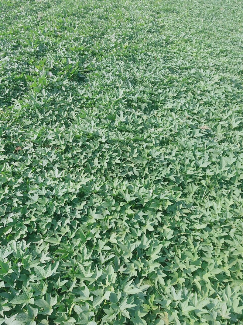 红薯龙九红薯沙地红薯河南产区新苗红薯上市啦