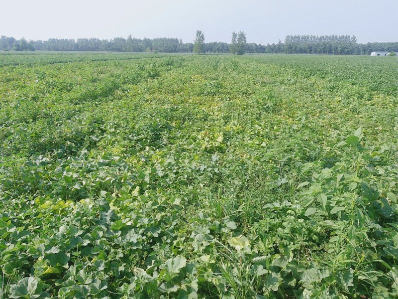红薯龙九红薯沙地红薯河南产区新苗红薯上市啦