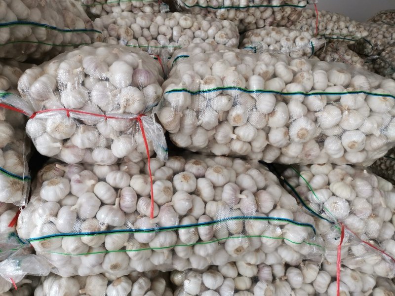 邳州大蒜！精品净蒜！代储代存代卖！实力配资！货源充足！