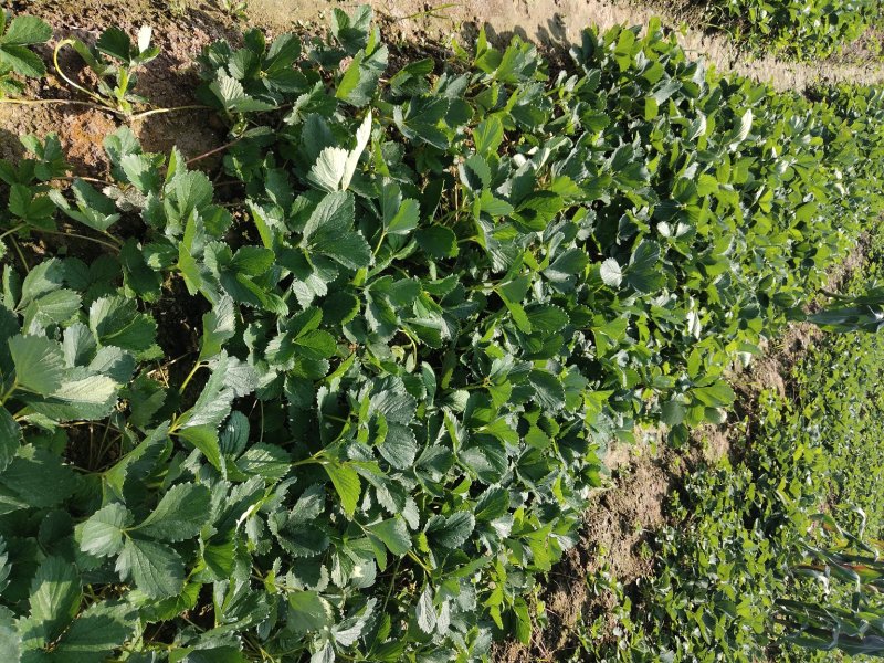大叶红颜草莓苗【各品种齐全】根壮茎粗&免费技术指导