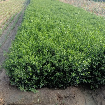 大量现货出售地栽荷兰菊营养杯荷兰菊