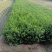 大量现货出售地栽荷兰菊营养杯荷兰菊