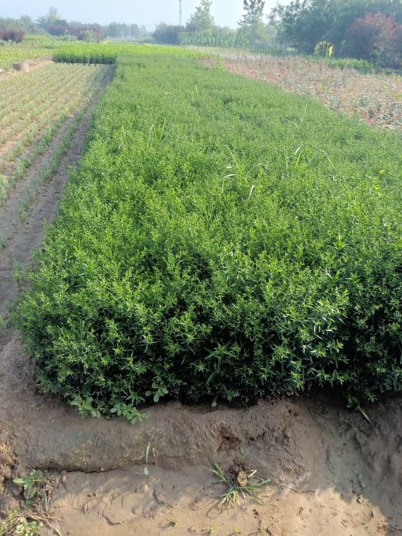 大量现货出售地栽荷兰菊营养杯荷兰菊