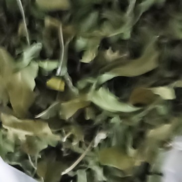 中药全草类