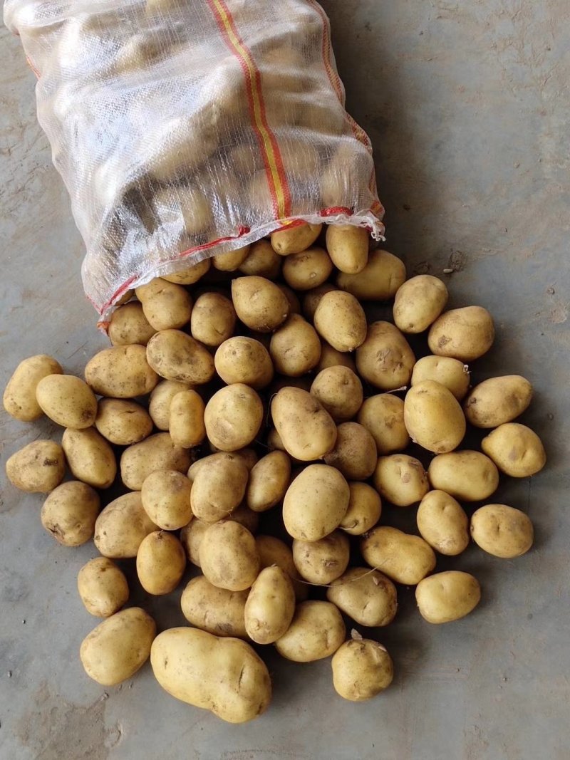 【好货】土豆山东荷兰十五土豆常年供应品质保证
