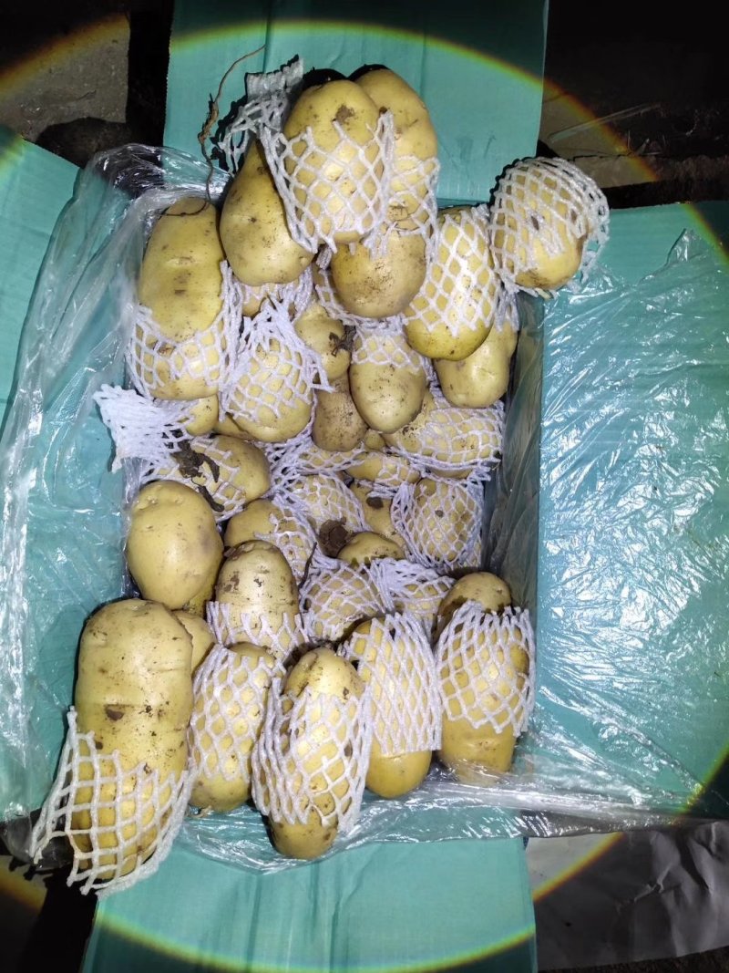【好货】土豆山东荷兰十五土豆常年供应品质保证