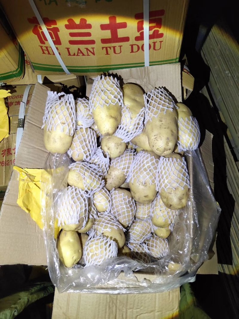 【好货】土豆山东荷兰十五土豆常年供应品质保证