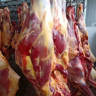 自产自销蒙古国马肉，精品马肉