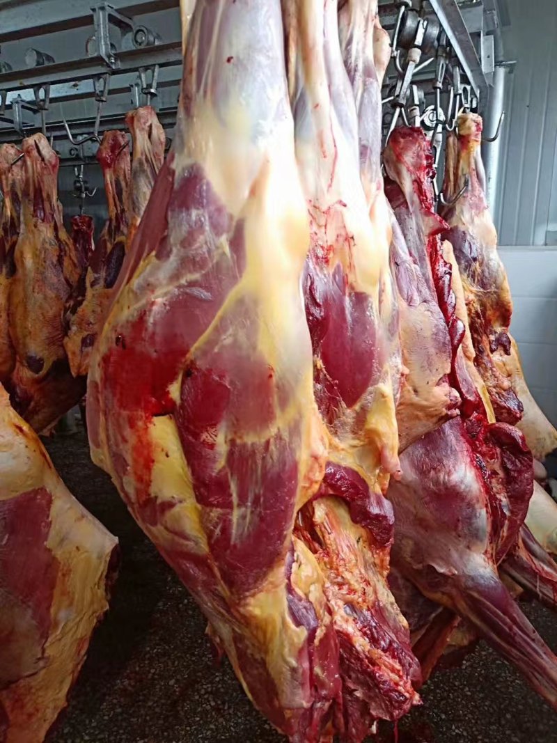 自产自销蒙古国马肉，精品马肉