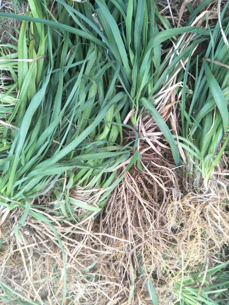 黄花菜苗(金针菜苗）批发产地出售黄花萱草