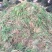 黄花菜苗(金针菜苗）批发产地出售黄花萱草