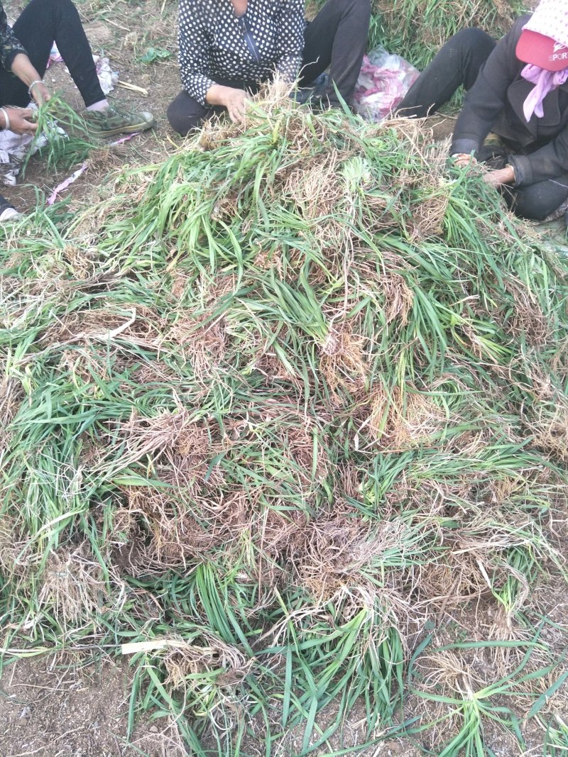 黄花菜苗(金针菜苗）批发产地出售黄花萱草