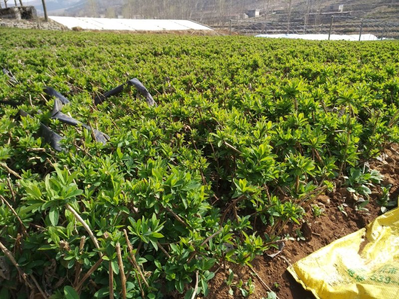 新品种花蕾一号营养钵苗，一年苗两年苗