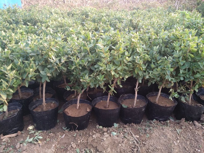 新品种花蕾一号营养钵苗，一年苗两年苗