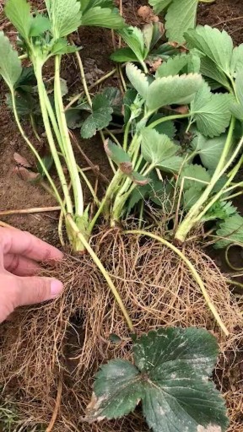 草莓苗，二代脱毒草莓苗，现挖先发，欢迎采购