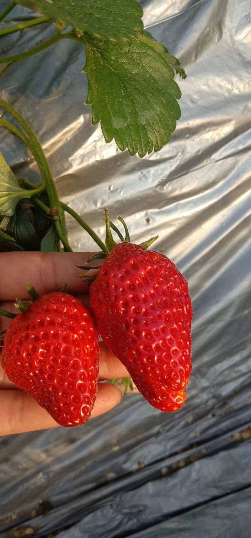 草莓苗，二代脱毒草莓苗，现挖先发，欢迎采购
