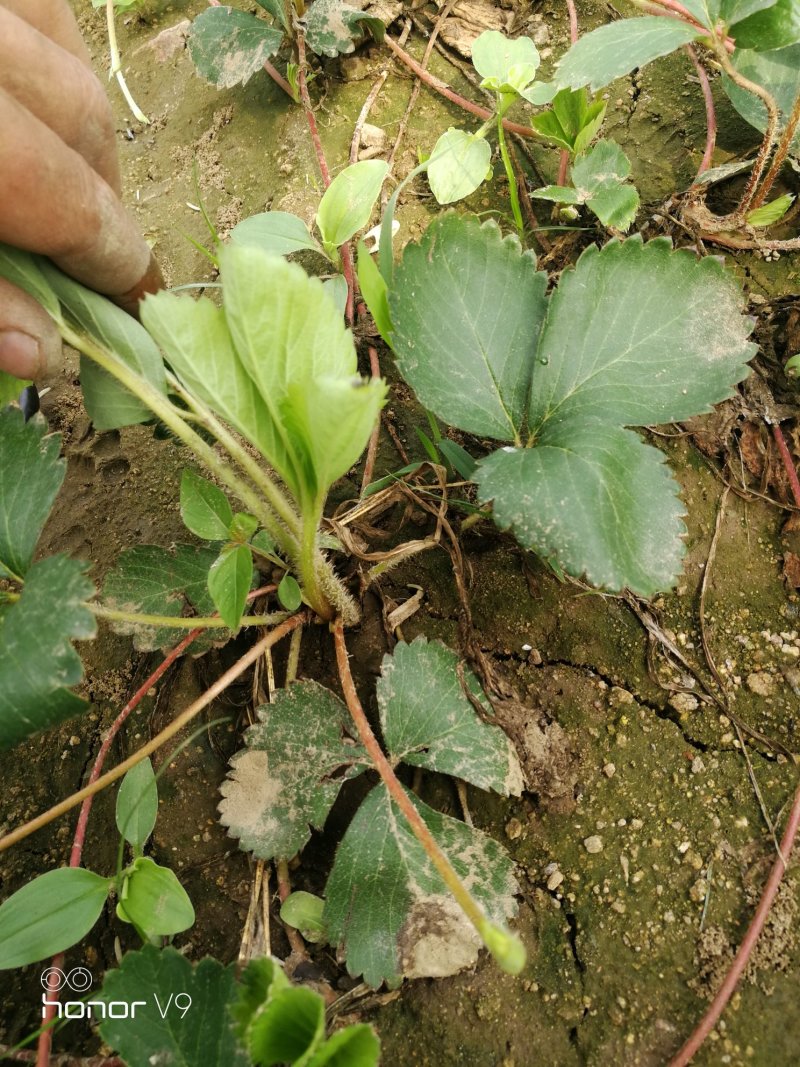 草莓苗，二代脱毒草莓苗，现挖先发，欢迎采购