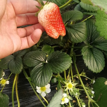草莓苗，二代脱毒草莓苗，现挖先发，欢迎采购