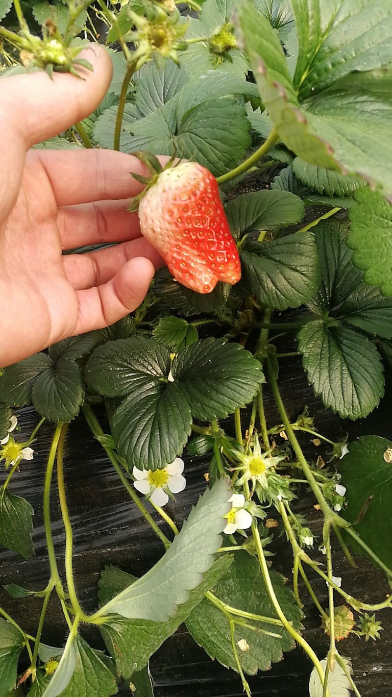 草莓苗，二代脱毒草莓苗，现挖先发，欢迎采购