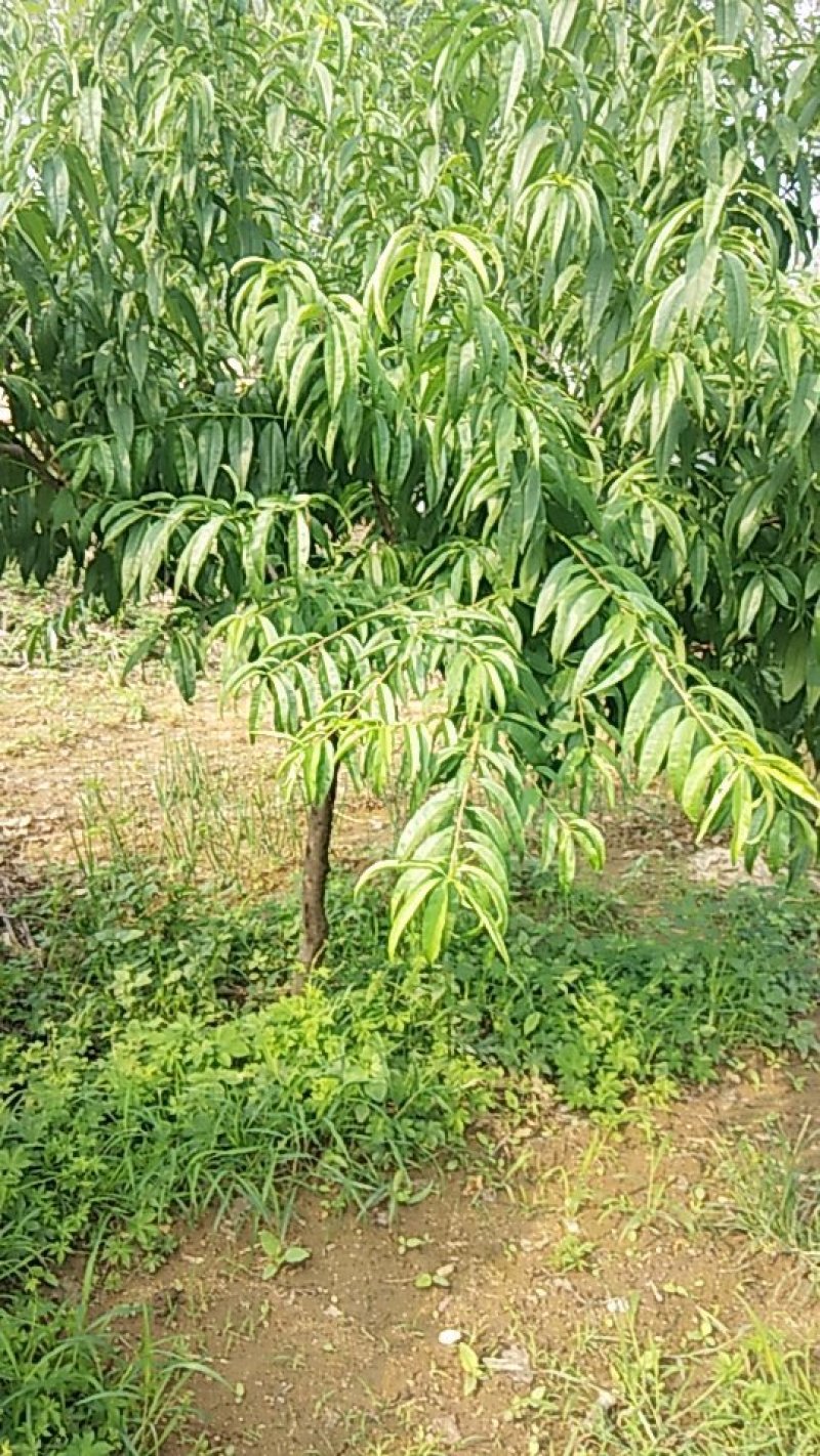 占地桃树