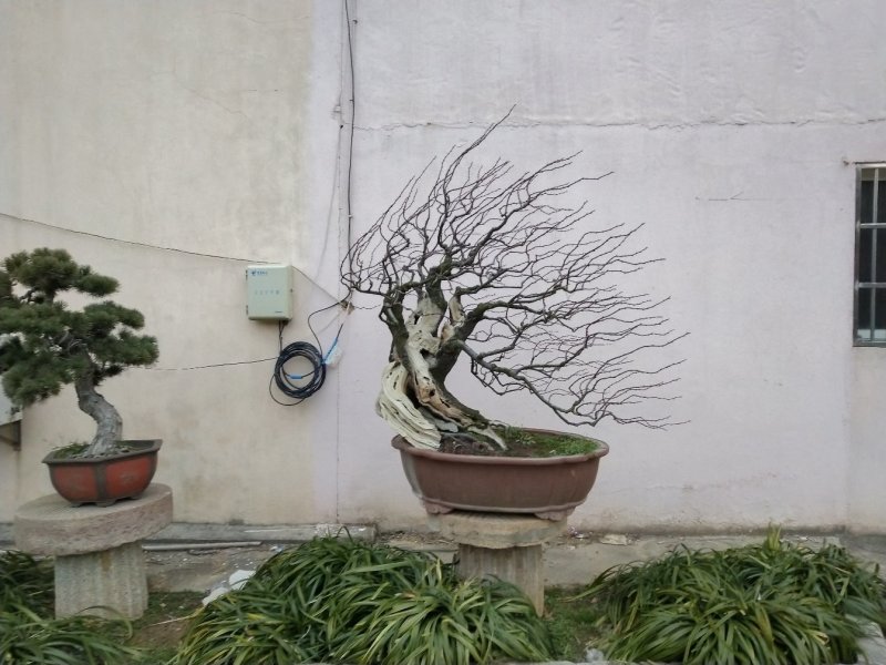 蜡梅红梅盆景，地栽蜡梅