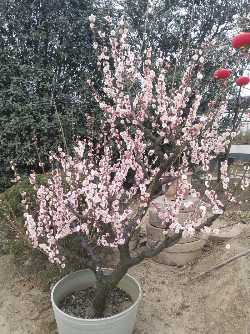 蜡梅红梅盆景，地栽蜡梅
