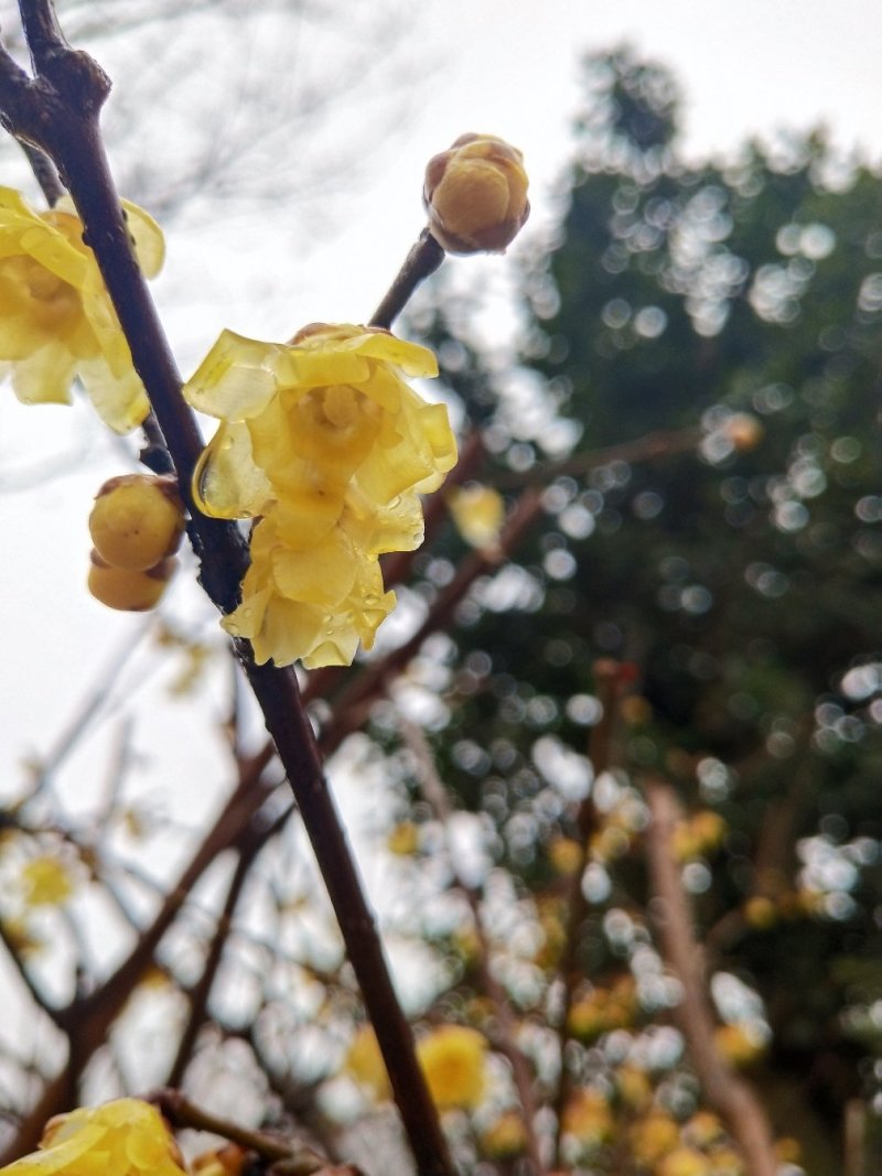 蜡梅红梅盆景，地栽蜡梅