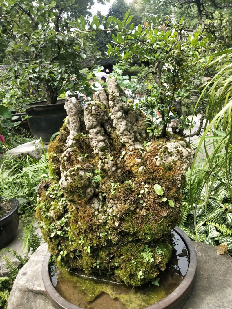 蜡梅红梅盆景，地栽蜡梅