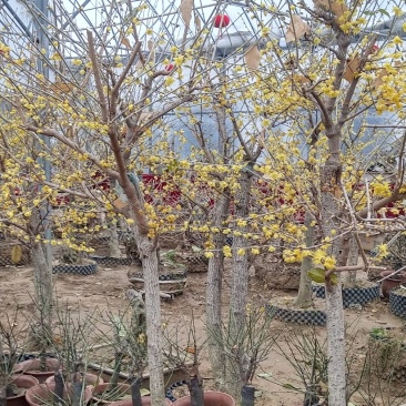 蜡梅红梅盆景，地栽蜡梅